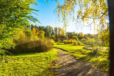 Scenic view of field against clear sky