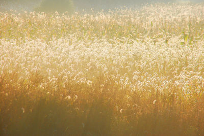 Pampas grass growing on field during sunrise