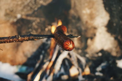 Close-up of roasted sausage on stick