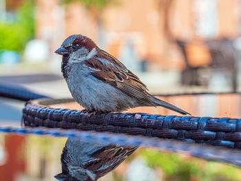 Close-up of bird perching on rope