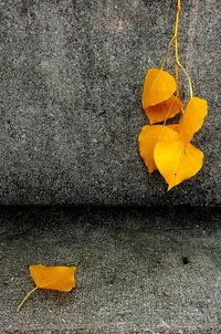 Close-up of yellow leaf