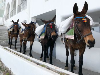 Horses in a city