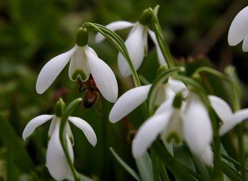 Close-up of insect pollinating on snowdrop flower