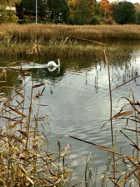 Swan swimming in lake