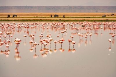 A flock of flamingos foraging at enkongo narok swamp in amboseli national park in kenya