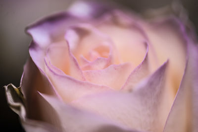 Close-up of pink rose