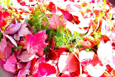 Full frame shot of leaves