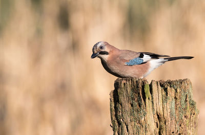 Jay sitting on oak fence post on sunny winter day