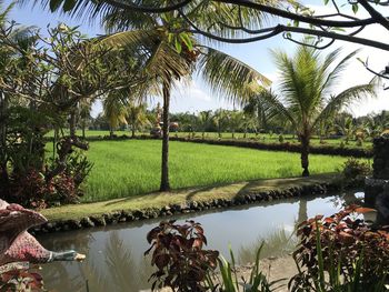 Scenic view of palm trees by lake against sky