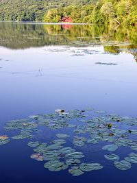 View of lotus water lily in lake