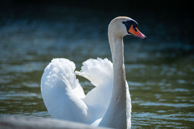 Close-up of swan in lake