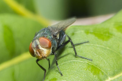 Close-up of fly on leaf