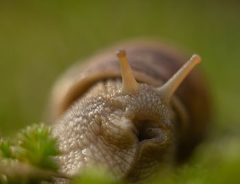 Close-up of snail