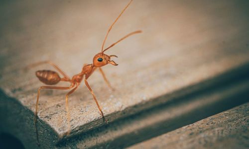 Close-up of insect