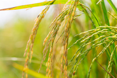 Close-up of stalks in field