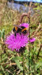 Close-up of bee on purple thistle flower