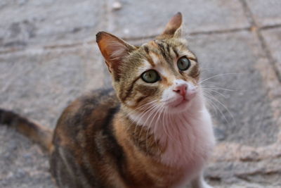 Close-up portrait of tabby cat