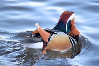 Close-up of duck swimming in lake