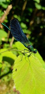 Close-up of insect on leaf