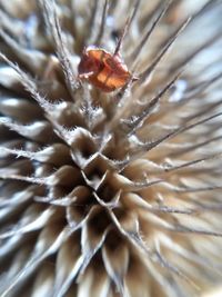Close-up of insect on plant
