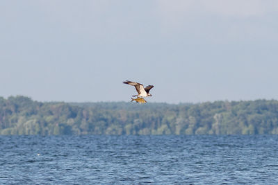 Eagle flying against clear sky