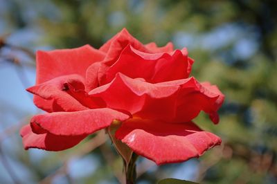 Close-up of red rose blooming outdoors