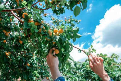 Woman picking fresh orange apricots from the tree.