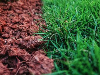 Close-up of dry plants on field