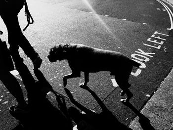 Low section of dog walking on street