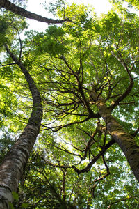 Low angle view of trees against sky