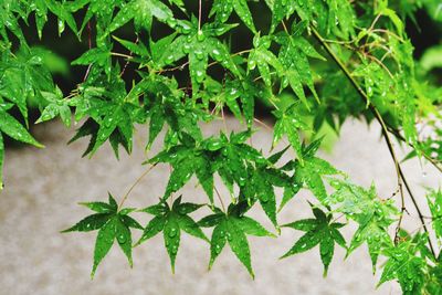 High angle view of wet plant leaves