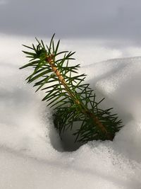 Close-up of frozen plant during winter