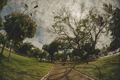 Trees in park against sky