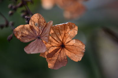 Close-up of dry leaf against blurred background