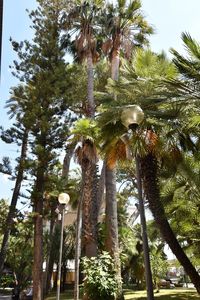 Low angle view of palm trees against sky