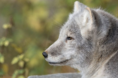 Close-up of an animal looking away