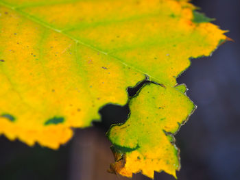 Close-up of yellow leaf on water drops