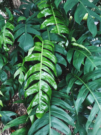 High angle view of green leaves on plant at field