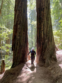 Rear view of man walking amidst trees in forest