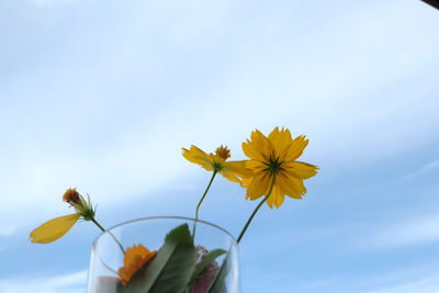 Low angle view of flowering plant against sky