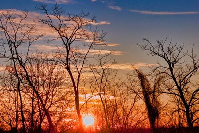 Silhouette bare trees against orange sky