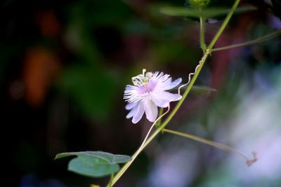 Close-up of purple flowering plant