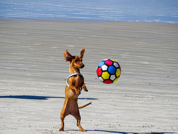 Dog playing soccer on beach