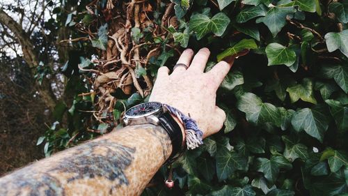 Close-up of hand touching plants