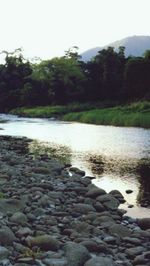 Scenic view of river with trees in background