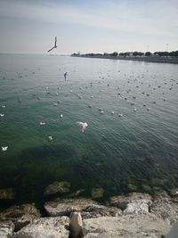 Birds flying over sea against sky