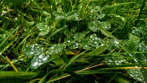 Close-up of water drops on frozen grass