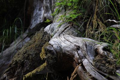 Close-up of tree trunk in forest