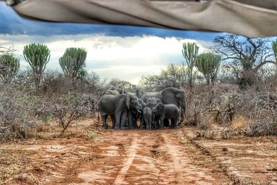 Elephants on landscape against sky