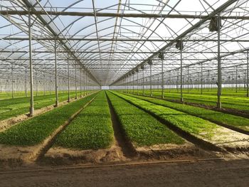 Scenic view of field seen through greenhouse